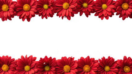 red chrysanthemum border isolated on transparent background