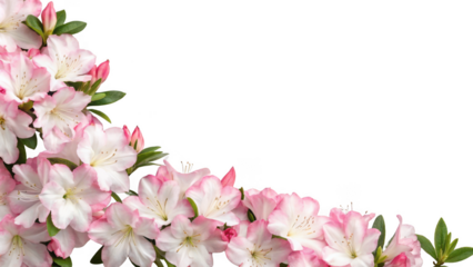 pink azalea flowers isolated on transparent background