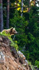 Brown bear perched on a hillside, overlooking a lush green forest