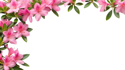 pink azalea flowers isolated on transparent background