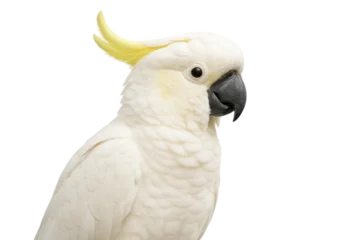 Fototapete Rund Papagei Close-up of a beautiful white cockatoo with yellow crest feathers, isolated on transparent background. Exotic tropical parrot with striking black beak and soft plumage. Perfect for wildlife, pet  © MJ iceberg