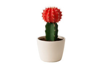 Close-up of a vibrant red moon cactus (Gymnocalycium mihanovichii) grafted on green cactus stem in white ceramic pot, isolated on transparent background, perfect for home decor and indoor gardening 