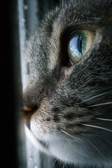 Extreme closeup of a cat's eye reflecting light, showing detailed fur and whiskers