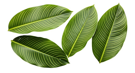 Obraz premium Green leaves with yellow stripes isolated on a transparent background