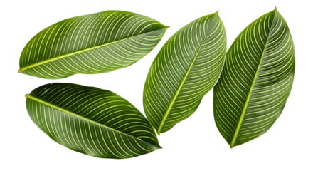 Green leaves with yellow stripes isolated on a transparent background