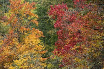 Leaves starting to change color in the early autumn in the North Carolina, USA mountains.