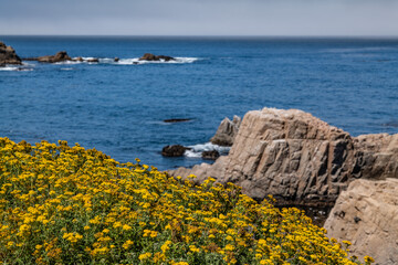 Eriophyllum staechadifolium, seaside woolly sunflower. Painters Point. Soberanes Point Trail,...