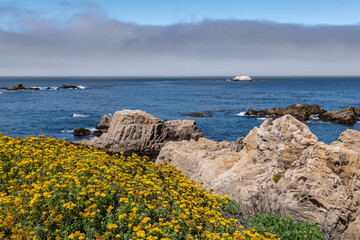 Eriophyllum staechadifolium, seaside woolly sunflower. Painters Point. Soberanes Point Trail,...