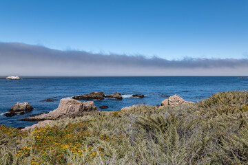 Eriophyllum staechadifolium, seaside woolly sunflower. Painters Point. Soberanes Point Trail,...