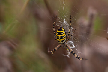 Macro photograph of a wasp spider (Argiope bruennichi) resting in its web, showcasing vivid yellow...