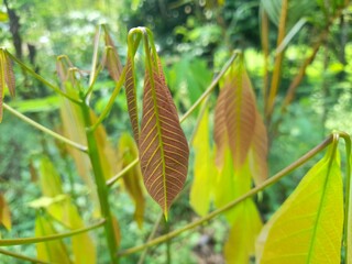 tropical plant in the garden