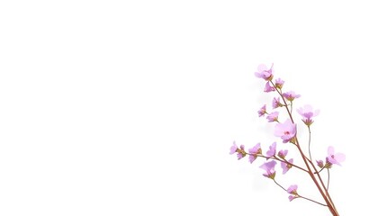 Pastel Paradise Soft pastel colors like baby pink mint green and