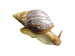 Giant african land snail crawling with transparent background