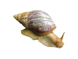 Giant african land snail crawling with transparent background