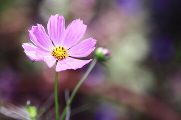 コスモスの花のある風景