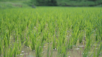 rice paddy rice