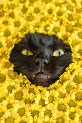 Funny portrait of curious black cat peeking out from vibrant yellow flowers of chrysanthemums.