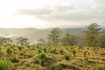 Scenic Mountain Vista with Lush Pine Forests and Soft Overcast Sky. Dalat, Vietnam.