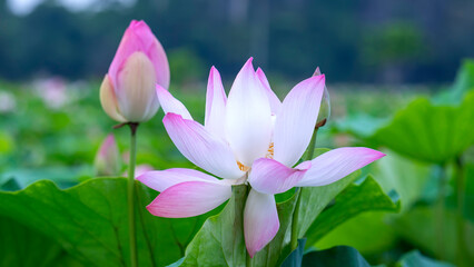 Lotus flower on a water. Pink Lotus Flower at Botanical Garden