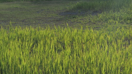 green grass in the wind