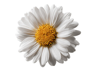 Close Up of a White Daisy Flower with a Yellow Center on a Transparent Background, PNG