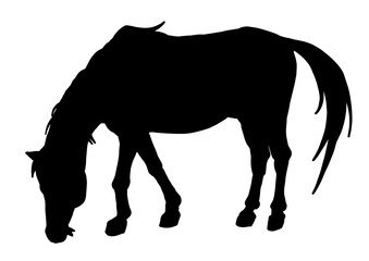 草を食べるポニー　シルエット　与那国馬　