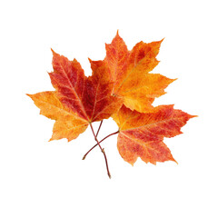 Fototapeta premium Two vibrant autumn maple leaves, red and orange hues, stems intertwined
