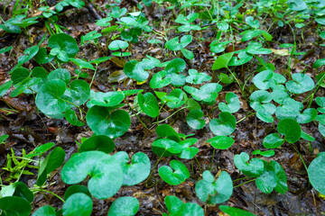 ​A carpet of small, glossy, heart-shaped leaves of asarabacca covers the moist forest floor. This photo conveys the freshness, natural texture, and richness of the greenery in the forest undergrowth.