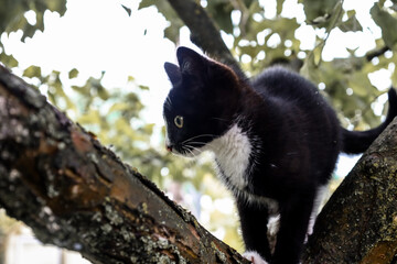 ​A black and white kitten with a white 