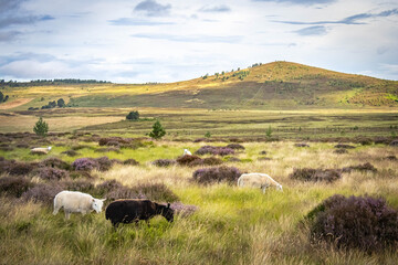 Fototapeta premium cairngorm mountains, cottage, heather, speyside, spey, scotland, uk, hills, hiking, outdoors