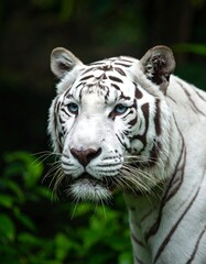 Close-up portrait of a white tiger, its striking blue eyes and dark stripes contrasting against its pale fur