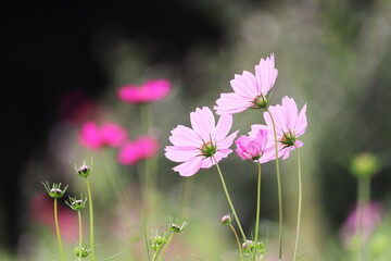 コスモスの花のある風景