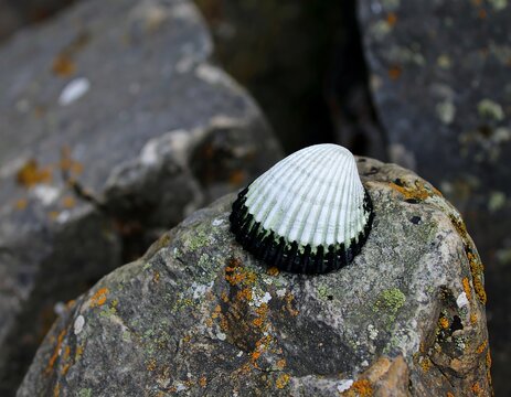 A seashell rests atop a rock
