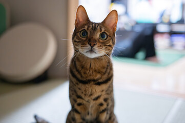 見つめる猫（ベンガルキャット）