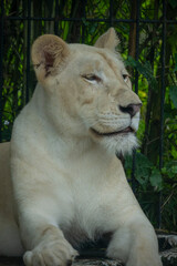 A white lions lying on a grass