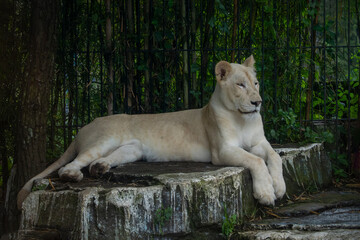 A white lions lying on a grass