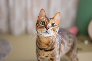 見つめる猫（ベンガルキャット）