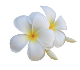 Plumeria or Frangipani or Temple tree flower. Close up white-yellow plumeria flowers bouquet isolated on transparent background.  © Tonpong