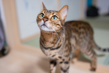 可愛いベンガルキャット