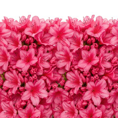 Obraz premium A dense cluster of vibrant pink azalea flowers isolated on transparent background