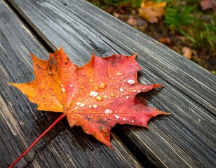 Close-up of a beautiful red and orange maple leaf, covered in sparkling water droplets, gently placed on a rustic wooden bench, symbolizing the tranquil charm of the fall season.
