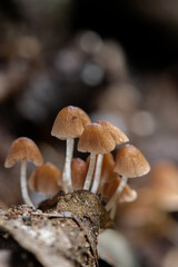 close-up of forest mushrooms(Champagne cup)in the waterfall
