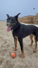 german shepherd dog at the beach.