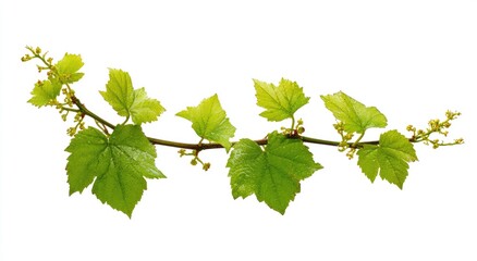 Grapevine branch with fresh spring leaves and buds
