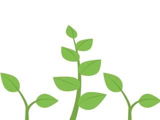 green plant isolated on white background