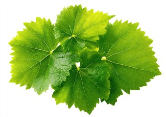 Close-up of vibrant green grape leaves