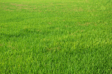 Green rice field background in top view for graphic design or wallpaper.