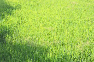 Green rice field background in top view for graphic design or wallpaper.