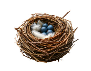 Bird's Nest with Blue Eggs and Feathers