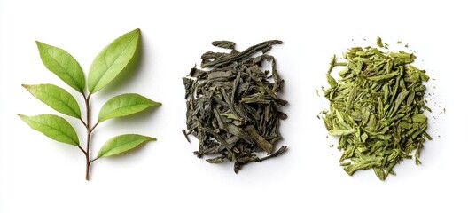 Fresh tea leaves and dried tea types displayed on white background